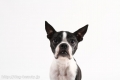 Dogsalon nanny