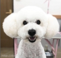 Dog Salon 󥫥å