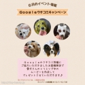Googleߥڡ