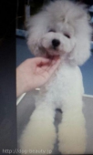 ڡ   ꡡȥߥ󥰡ʥåȥˡ