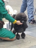 륫९ݥ
