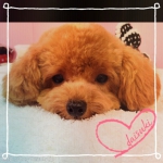 ڥåȥץ饶