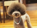 ڥåȥ i&pet