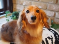 ڥåȥ i&pet