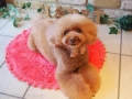 ڥåȥ i&pet