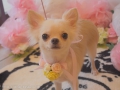 ڥåȥ i&pet