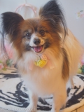 ڥåȥ i&pet