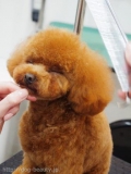 ڥåȥ i&pet