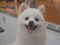ڥåȥ i&pet