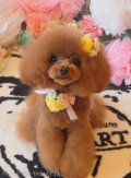 ڥåȥ i&pet