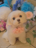 ڥåȥ i&pet