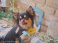 ڥåȥ i&pet