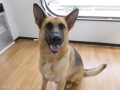Dog Salon & Shop A.P.S.