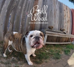 BELLWOOD PET HOTEL & SPA