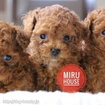 MIRU HOUSE