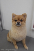 EBISUPET奨ӥ