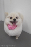 EBISUPET奨ӥ