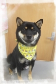 EBISUPET奨ӥ