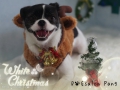 DOGsalon Pang