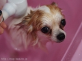 DOGsalon Pang