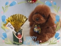 DOGsalon Pang