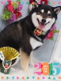 DOGsalon Pang