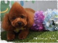 DOGsalon Pang