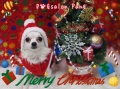 DOGsalon Pang