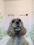 SOPRA GINZA ץ
