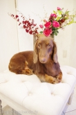 Doggie-Do 