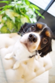 Doggie-Do 