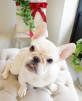 Doggie-Do 
