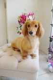 Doggie-Do 