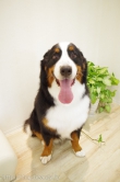 Doggie-Do 