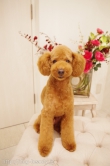 Doggie-Do 