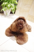 Doggie-Do 
