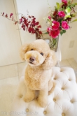 Doggie-Do 