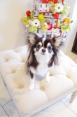 Doggie-Do 