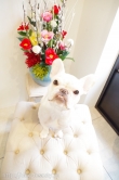 Doggie-Do 