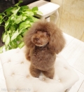 Doggie-Do 