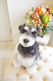 Doggie-Do 