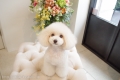 Doggie-Do 