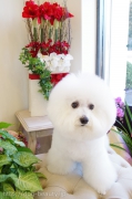 ӥե꡼Υåȥ Doggie-Do