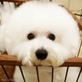 ӥե꡼Υåȥ Doggie-Do