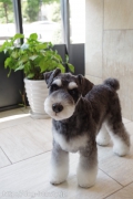 ߥ˥奢ʥΥåȥ Doggie-Do