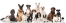 ��ĥ�ȥ�ߥ�DogParty