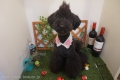 T's Doggie Private Room