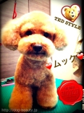 T's Doggie Private Room