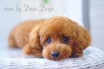 DEARDOGS