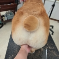 �ޤ�ޤ뤷�ä�